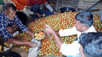 Local farmers help keep tomato prices in check at Manjoor in the Nilgiris