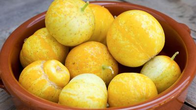 Harvesting lemon cucumbers – when and how to pick this fresh-tasting fruit