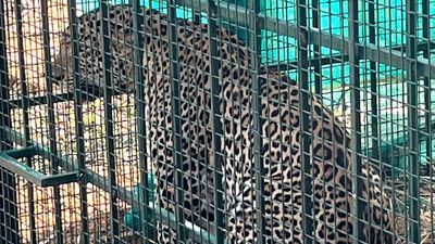 Leopard, suspected to have killed girl, trapped in Kollegal