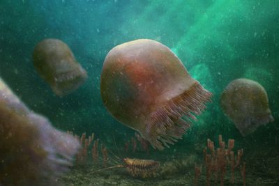 Oldest known swimming jellyfish revealed