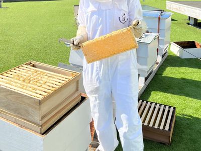 Beeswax and breakfast in bed: What’s abuzz at this London hotel’s rooftop hives