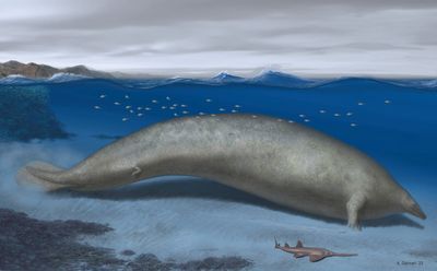 The heaviest animal ever may be this ancient whale found in the Peruvian desert