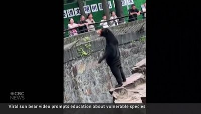 New video of ‘bear’ waving in Chinese zoo fuels claims it is actually human in disguise