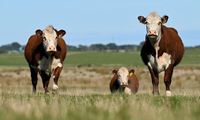 Sticky beef: why Australia’s supermarket meat prices remain high despite falling livestock markets