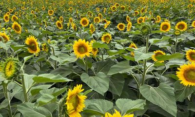 Kansas man plants 1.2m sunflowers as 50th anniversary gift for his wife