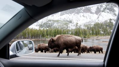 This is what it's like being in the middle of a Yellowstone bison jam (minus the smell)