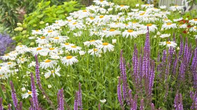 How to deadhead Shasta daisies – to keep these cheerful perennials blooming for longer