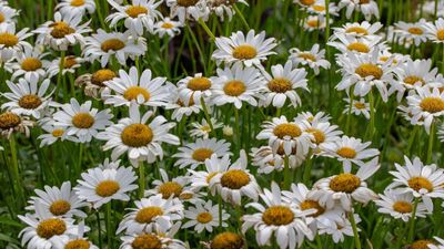 Deadheading Shasta daisies – to keep these cheerful flowers blooming for longer