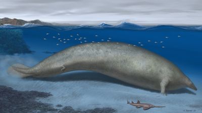 This colossal extinct whale was the heaviest animal to ever live