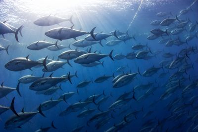 The tricky nature of bluefin fishery