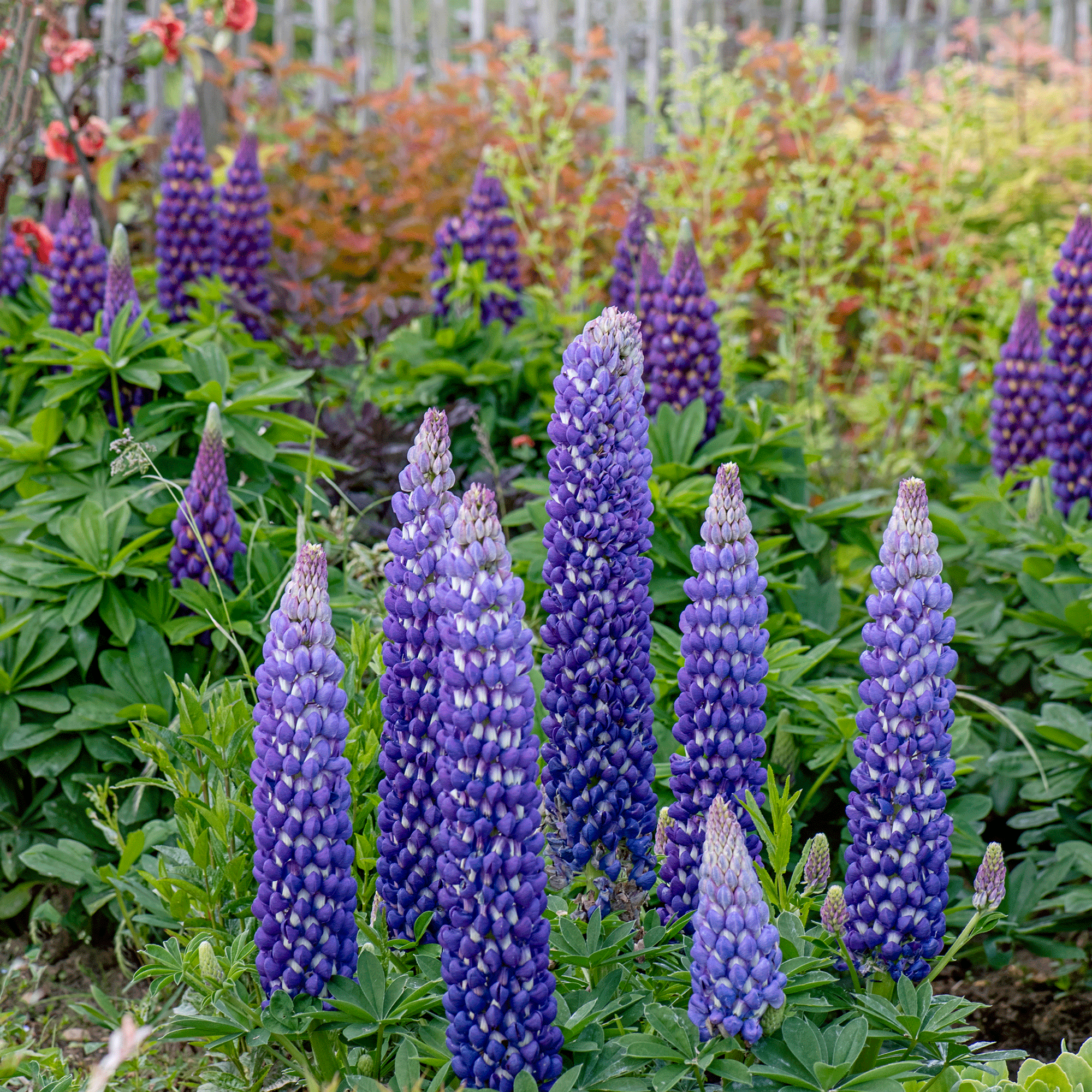 How to deadhead lupins and keep them blooming for months in 3 simple steps