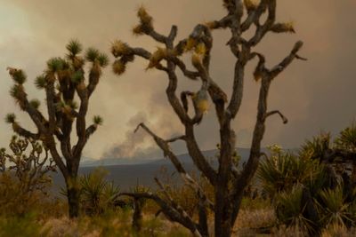Fire ‘whirls’ spawned by out of control blaze threaten California’s iconic Joshua trees