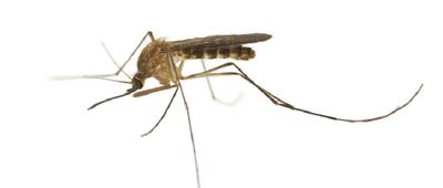 West Nile Virus detected in Louisville; Lexington free of mosquito-borne disease – so far