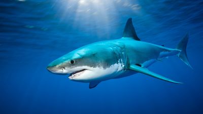 Cape Cod is one of the world's largest hotspots of great white sharks, study finds