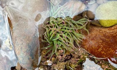 Country diary: Shrimps, shannies and crabs – these rockpools are alive