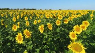 Farmer plants 1.2m sunflowers as present for his wife