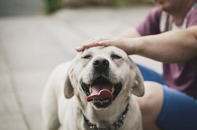 Petting other people's dogs, even briefly, can boost your health