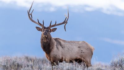 Thoughtless tourists mob beautiful bull elk at Estes Park