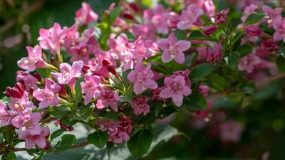 How to prune weigela – top gardening tips to get it right