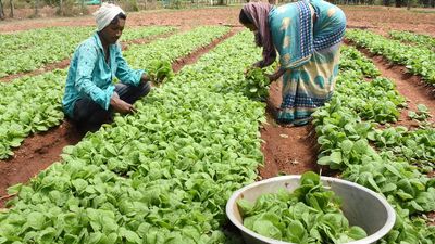 Mysuru MP seeks permission for late crop by tobacco farmers