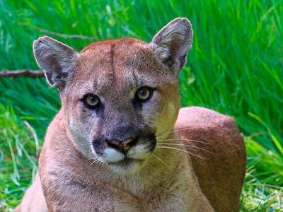 Boy, 8, miraculously escapes cougar attack while camping with family