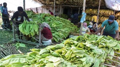 Tobacco growers in Andhra Pradesh make hay as export demand spikes, seek higher crop cap