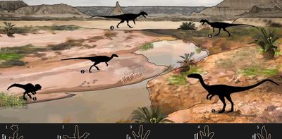 Dinosaur tracksite in Lesotho: how a wrong turn led to an exciting find
