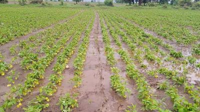 July rains help cultivation of kharif crops gather pace