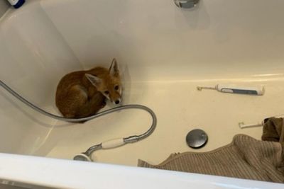 Fox cub rescued after turning up inside bath of Edinburgh home