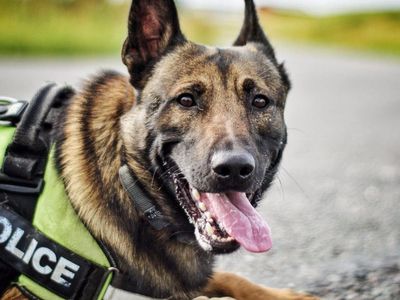 Police dog shot dead after attacking handler during search for missing person