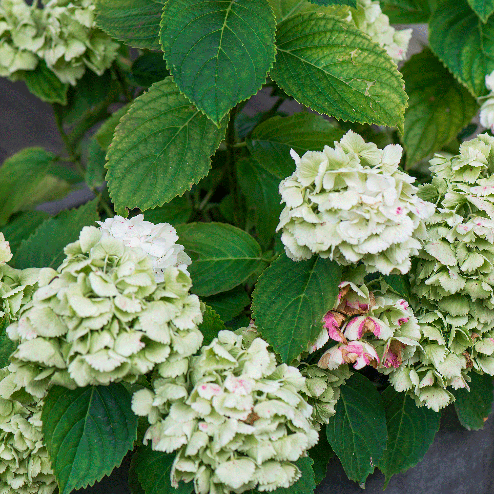 When to plant hydrangeas for beautiful blooms year after year