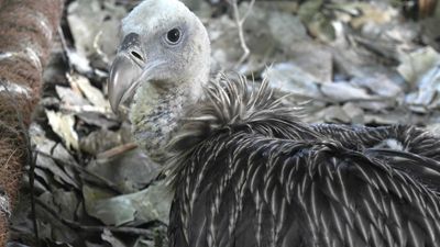 Himalayan vulture bred in captivity for the first time in India