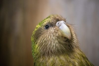 The charismatic kākāpō is booming, but its friends need help