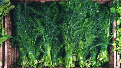 How to grow dill from cuttings – 4 simple but unconventional steps from experts