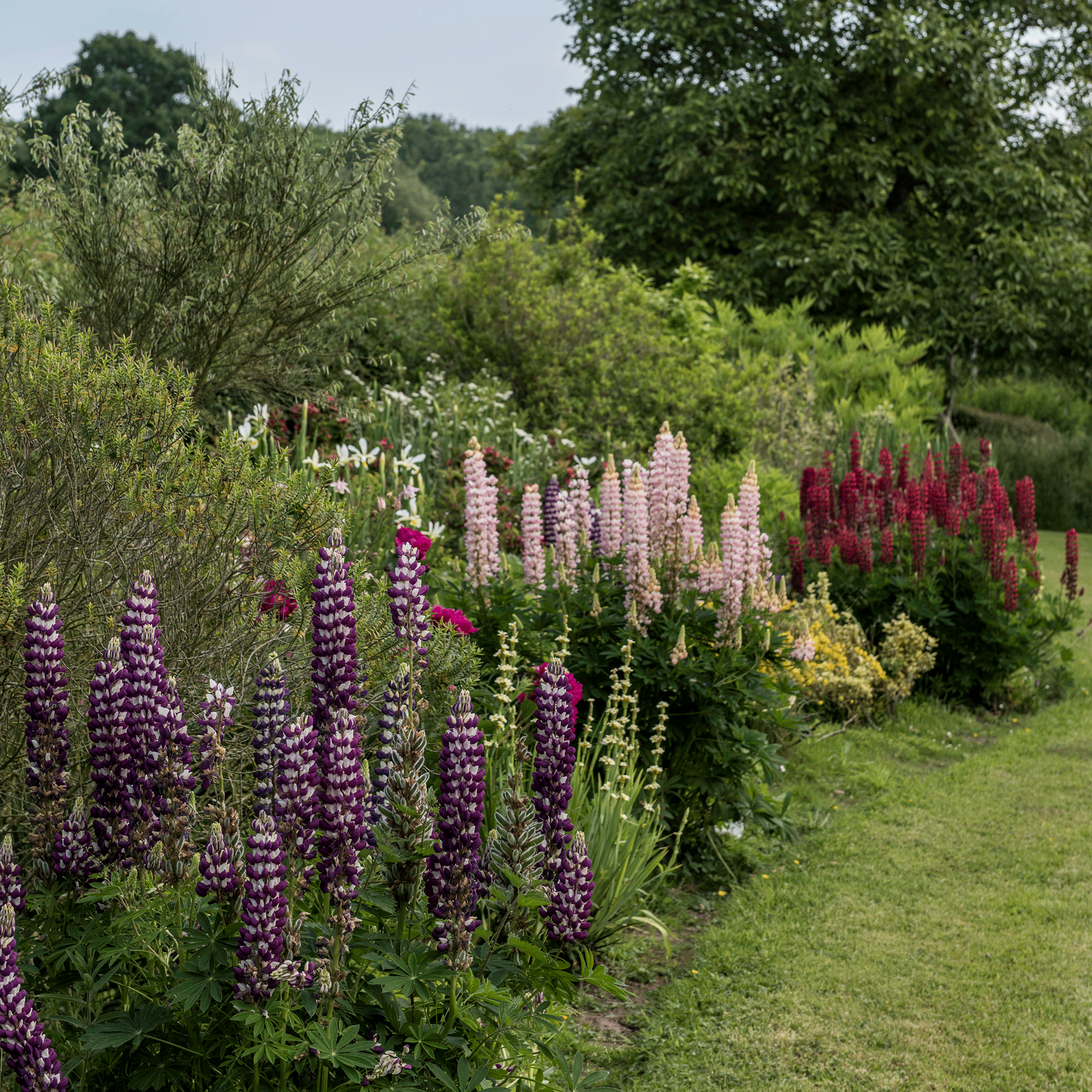How to propagate lupins – three ways to grow the beautiful blooms for free