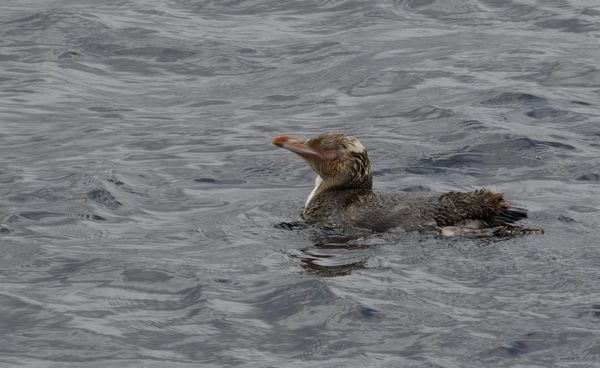 Almost 90% of animals caught in NSW shark nets are not…