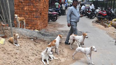 Municipal officials told to sterilise 100 dogs a day in Vijayawada