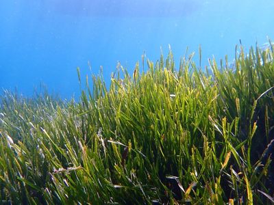 Million Seagrass Seeds To Be Collected In Largest UK Restoration Effort