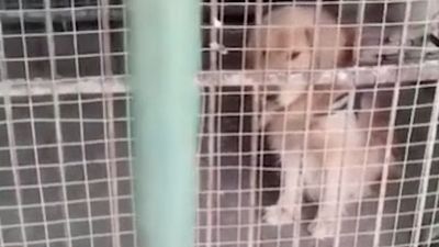 Chinese zoo accused of passing off dog as lion years before ‘human-bear’ saga