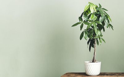 How to propagate a money tree – expert advice on growing new plants