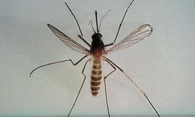 Virus-carrying tropical mosquitos found in Finland as climate heats