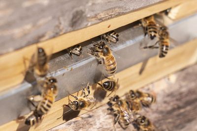 Police in remote Welsh town on the hunt for thief who stole 14 beehives