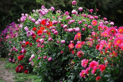 5 late summer blooms to plant now