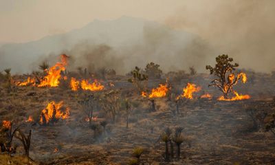California’s largest wildfire of the year threatens fragile desert ecosystem