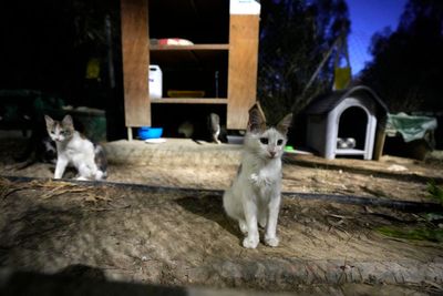 Cyprus allows human COVID-19 medications to be used on cats to fight deadly virus mutation