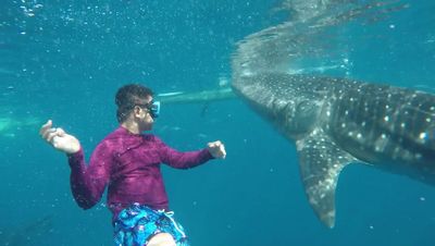 Whale shark takes snorkeler for a ride in stunning video