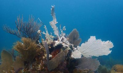Florida in race to rescue coral bleached by record ocean heat