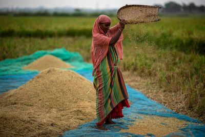 Global food prices rise after Russia ends grain deal and India restricts rice exports