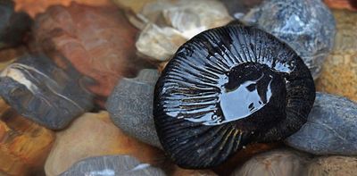 Shaligrams, the sacred fossils that have been worshipped by Hindus and Buddhists for over 2,000 years, are becoming rarer because of climate change