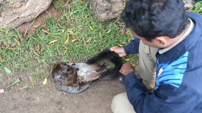 Conservationists call for better planning of power infrastructure after death of fourth giant flying squirrel from electrocution in the Nilgiris